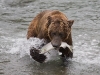 alaska-brooks-falls-camp-1000-10
