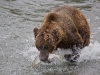 alaska-brooks-falls-camp-1000-11