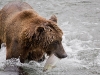 alaska-brooks-falls-camp-1000-12