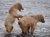 alaska-brooks-falls-camp-1000-14