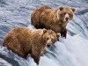 alaska-brooks-falls-camp-1000-15