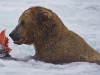 alaska-brooks-falls-camp-1000-19