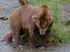 alaska-brooks-falls-camp-1000-20