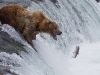alaska-brooks-falls-camp-1000-21