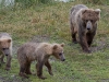 alaska-brooks-falls-camp-1000-23