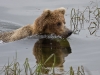 alaska-brooks-falls-camp-1000-25