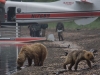 alaska-brooks-falls-camp-1000-27