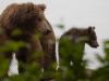 alaska-brooks-falls-camp-1000-28
