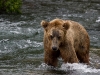 alaska-brooks-falls-camp-1000-3