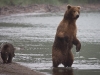alaska-brooks-falls-camp-1000-30