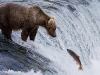 alaska-brooks-falls-camp-1000-36
