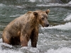 alaska-brooks-falls-camp-1000-4