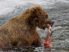 alaska-brooks-falls-camp-1000-40