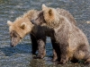 alaska-brooks-falls-camp-1000-41