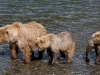 alaska-brooks-falls-camp-1000-42