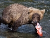 alaska-brooks-falls-camp-1000-43