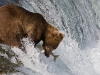 alaska-brooks-falls-camp-1000-45