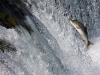 alaska-brooks-falls-camp-1000-46