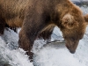 alaska-brooks-falls-camp-1000-47