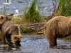 alaska-brooks-falls-camp-1000-48