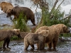 alaska-brooks-falls-camp-1000-49