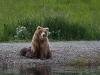 alaska-brooks-falls-camp-1000-50