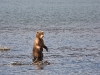 alaska-brooks-falls-camp-1000-52