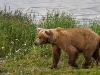 alaska-brooks-falls-camp-1000-53