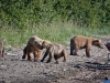 alaska-brooks-falls-camp-1000-58