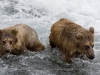 alaska-brooks-falls-camp-1000-7