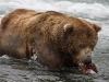 alaska-brooks-falls-camp-1000-8