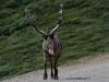 Karibu als Verkehrsteilnehmer im Denali NP