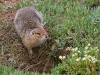 Zutrauliche Murmeltiere