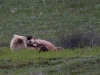 Grizzlymutter mit Kind beim toben ...
