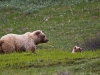 Grizzlymutter mit Kind im Denali NP