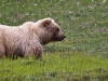 Grizzly im Denali NP
