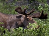 Elch beim fressen im Denali NP