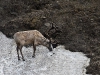 Karibus sucht Abkühlung und Schutz vor Mücken auf einem Schneefleld