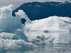 alaska-valdez-columbia-bay-glacier-1000-10