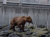 alaska-valdez-columbia-bay-glacier-1000-4