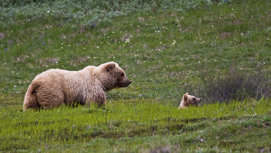 Endlich - eines der Highlights des Parks vor der 400mm Linse ...