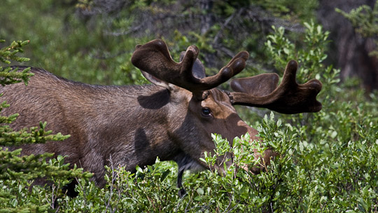 Elche anzutreffen gehört in Alaska fast zur Tagesordung ...