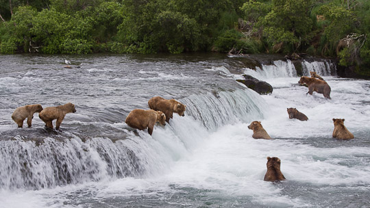 Grizzlys beim fischen im Katmai National Park an den Brooks Falls
