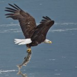 Prince Williams Sound – Columbia Glacier (Kajaktour) Prince Williams Sound – Columbia Glacier (Kajaktour)